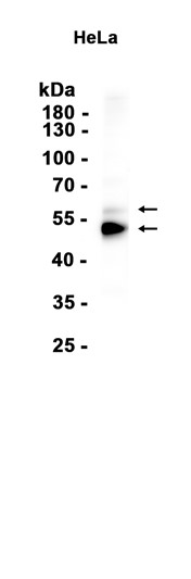 AYD15646
