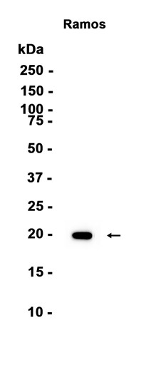 AYD13630