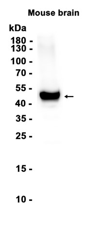 AYD12470