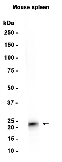 AYD15266