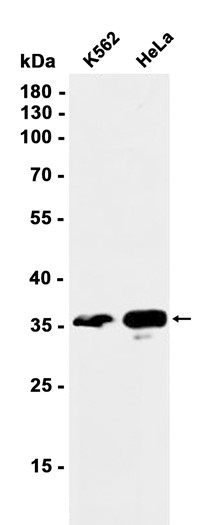 AYD12905