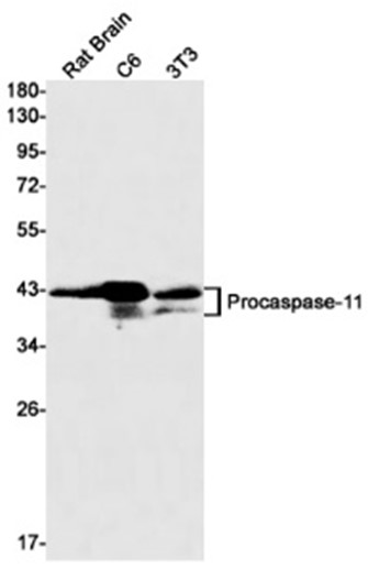 Caspase-11 (YD13235) Rabbit mAb