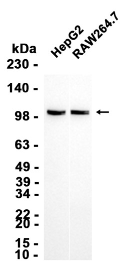AYD12048