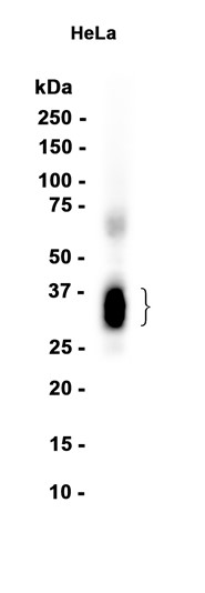 AYD12883