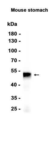 AYD15272