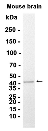 AYD12734