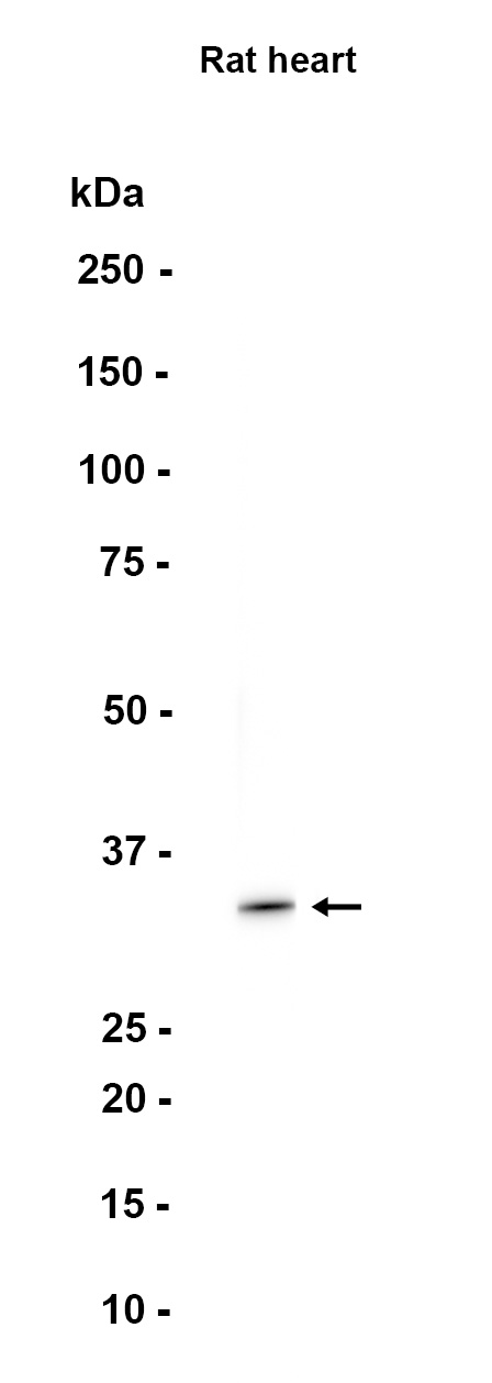 AYD11719