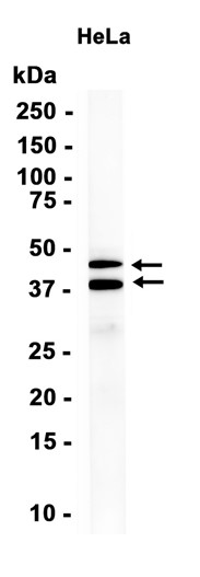 Phospho-JunD (Ser255) (YD36200) Rabbit mAb