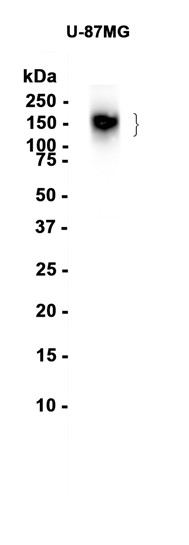 AYD12539