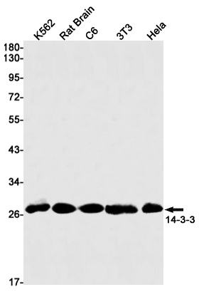 14-3-3 (YD13148) Rabbit mAb