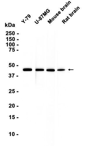 AYD16279
