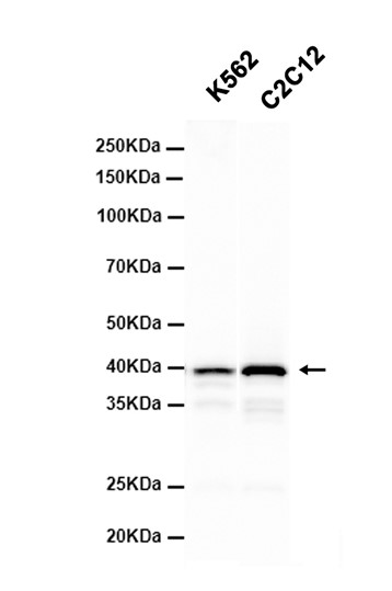 AYD11014