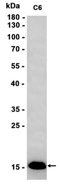 AYD14936