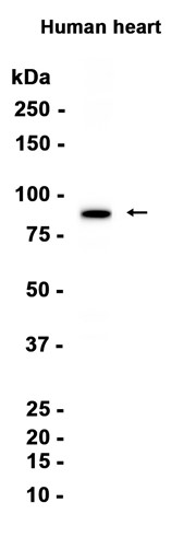 AYD13420