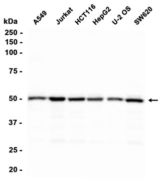 AYD11443