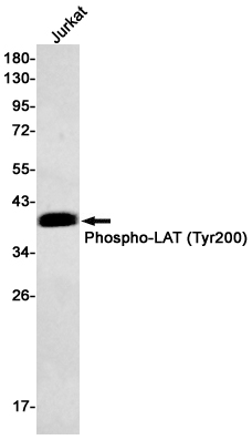 AYD12811