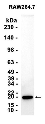 AYD12363