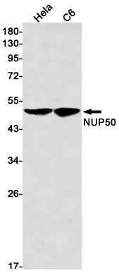 AYD14500