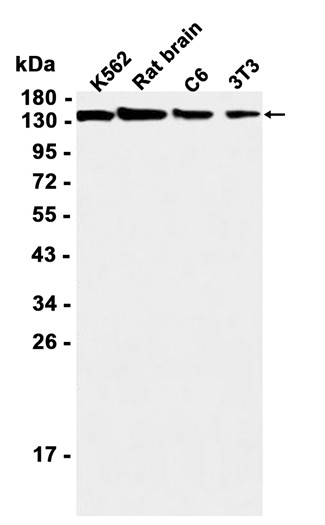 AYD13595