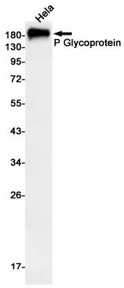 AYD13404