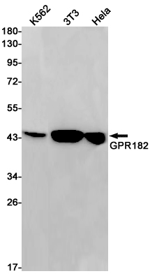 AYD13526