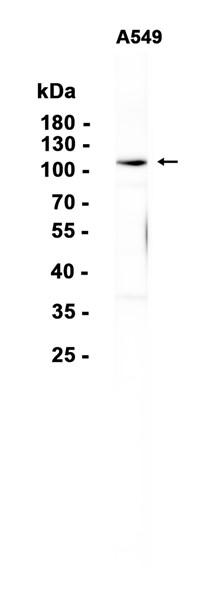 AYD15583