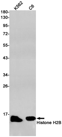 AYD14625