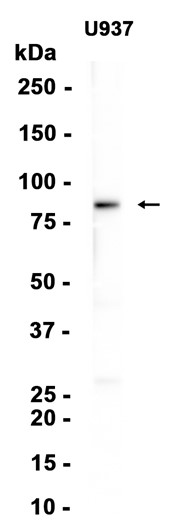 AYD13082