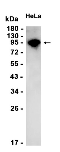 AYD11634