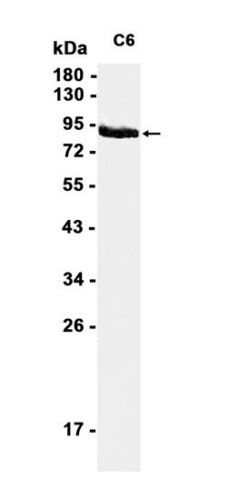 AYD11277