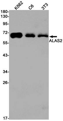 AYD12471
