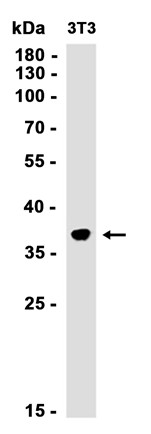 AYD12838
