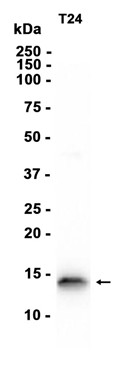 AYD14065