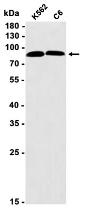 AYD14350