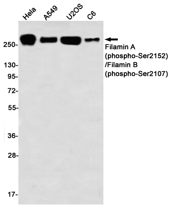 AYD11483