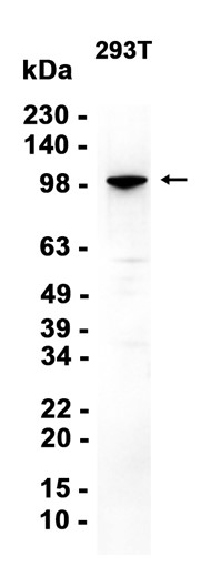 MARS (YD19760) Rabbit mAb