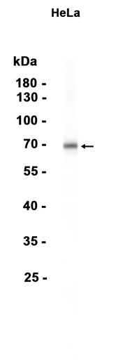 AYD13941