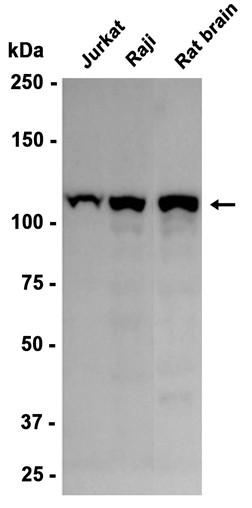 AYD15594