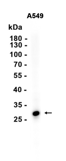 AYD12483
