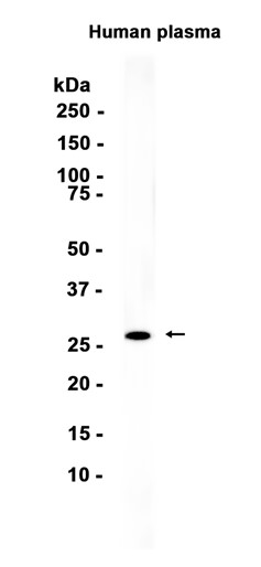 AYD15710