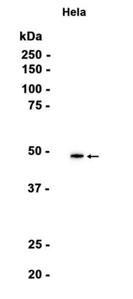 AYD15218