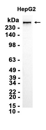 AYD12384