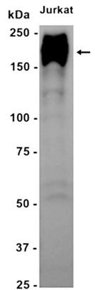 AYD14653