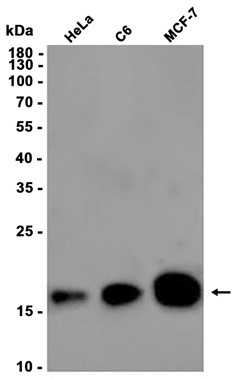 AYD11390