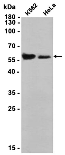 AYD13323