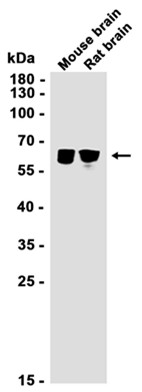 Synapsin 2 (YD32124) Rabbit mAb