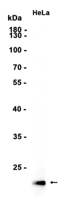 Hydroxyl-Histone H2A (Tyr39) (YD32419) Rabbit mAb