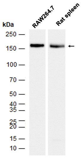 CD11b (YD11714) Rabbit mAb