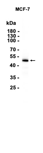 AYD12990