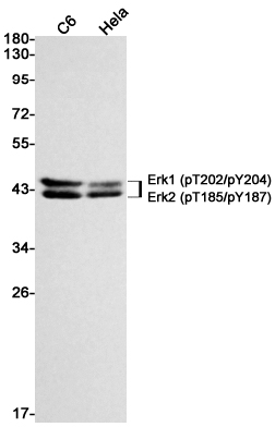 Phospho-ERK1 (Thr202/Tyr204) / ERK2 (Thr185/Tyr187) (YD19964) Rabbit mAb